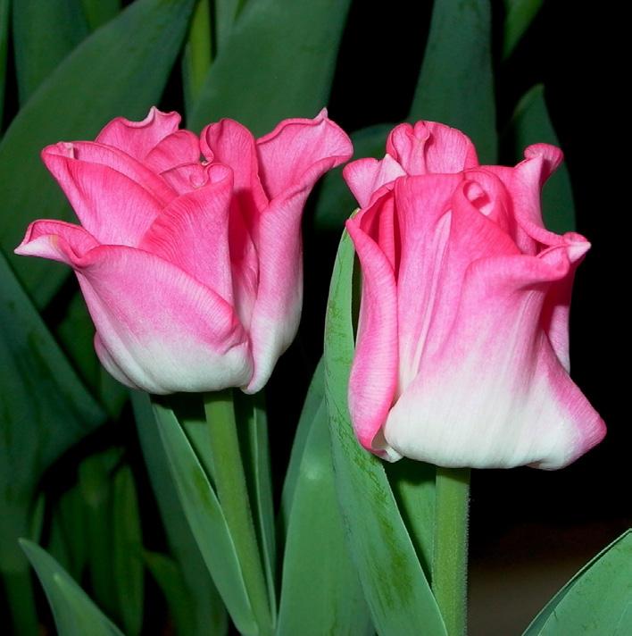 Tulipa Bohemian (Gefranjerde Groep) Edibulbcode: 85669 Registrant: A. Snoek-Begon & Zn., Balkbrug. Samenvatting: bruinpaars 187A met zwarte N186A franje. Winner: A.T.J. Snoek, Balkbrug.