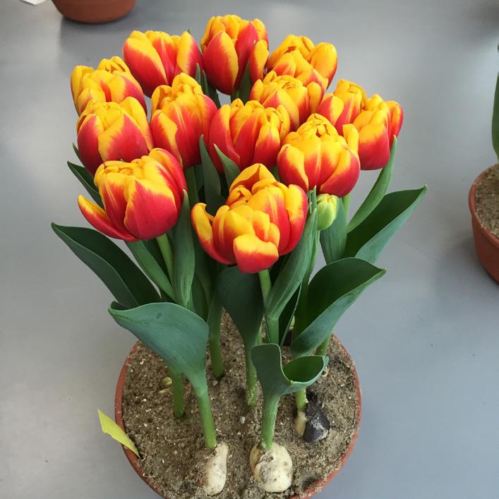 Samenvatting: violet 77A met violet N80B. Winner: Vertuco B.V., Breezand. Tulipa Seacruiser (Triumf Groep) Edibulbcode: 84041 Registrant: Phoenix Tulips VOF, Waarland.