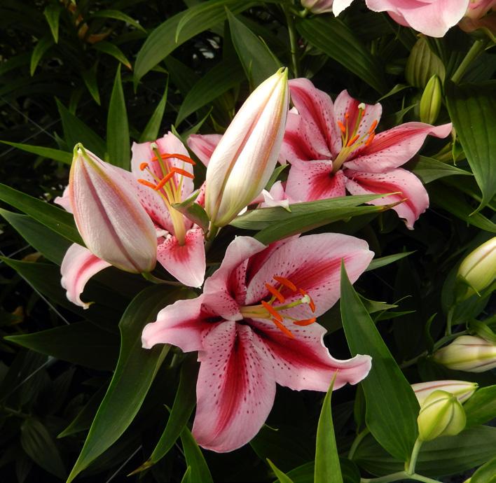 Lilium Garrotin (Oriental Groep) Edibulbcode: 84831 Samenvatting: licht blauwrose 73C met blauwrose 73B. Spikkels afwezig. Papillae weinig, paarsrood 63A.