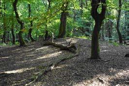 De kudde is, onder leiding van de schaapsherder, nagenoeg elke dag tussen 11.00 en 15.00 uur op de Ermelose heide te vinden. Deze kunt u dan ook tegenkomen wanneer u wandelt of fiets over de heide.