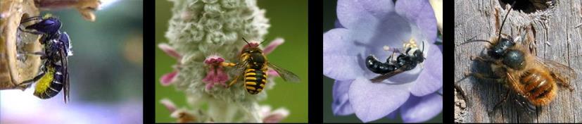 Bijen in de stad Fantastische ambassadeurs voor biodiversiteit Dichtbij
