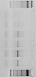 Uit dit experiment komt naar voren dat PCR s 1 en 4 een zwak signaal geven