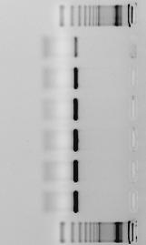 Tabel 2: Resultaten van 5 verschillende PCR s uitgevoerd onder verschillende