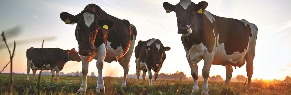 Ontwikkeling Biodiversiteitsmonitor Guus