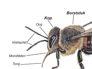 Hoe herken je een bij?