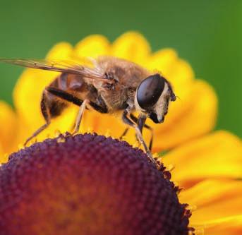 En er zijn ook bijen die er op het eerste gezicht uitzien als wespen en er zelfs naar vernoemd