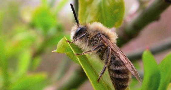 Kiezen uit duizenden soorten Wat ook niet echt helpt, is dat er naast de honderden soorten bijen ook nog eens duizenden soorten wespen en honderden soorten zweefvliegen voorkomen in Nederland!