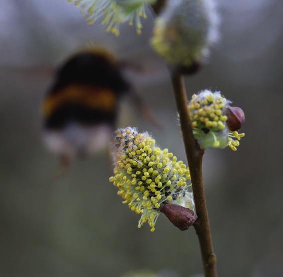 JANUARI FEBRUARI MAART APRIL MEI JUNI Maart Lente! De tijd voor de bijen is begonnen. En ook de imkers kunnen na lang wachten weer een voorzichtige blik op hun bijenvolken werpen.