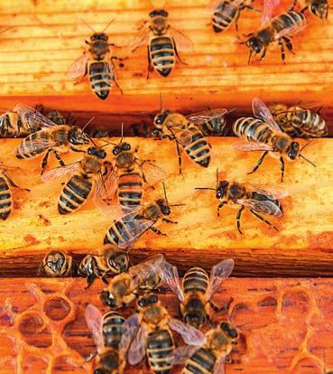 De honingbij De honingbij is de bekendste bij die in ons land rondvliegt. Het is een sociale bij die gehouden wordt voor bestuiving van gewassen en voor de honing.