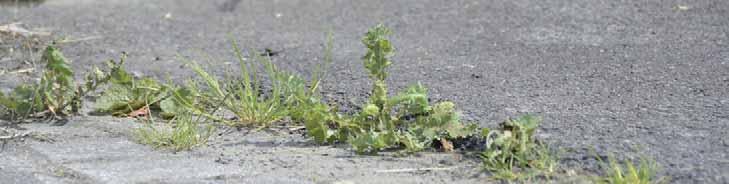 02 WEED CONTROL MACHINES HIGH PRESSURE CLEANERS Onkruid vergaat met de DiBO-ONKRUIDBESTRIJDERS After Pesticiden verboden?