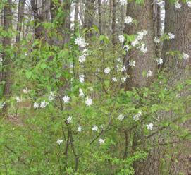 Amelanchier lamarckii 10% Vnl. aan de randen. Niet Amelanchier lamarckii 10% inheems, Vnl. aan maar de randen.