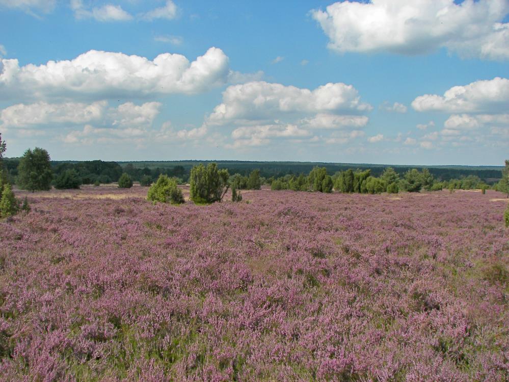 De vele zijden van de heide Groep 5: Type landschap: Samenvatting: Sleuteltermen: Niveau: Jonathan Arciszewski Natalie Bok Marisa Dooge Heide Een veldwerkopdracht