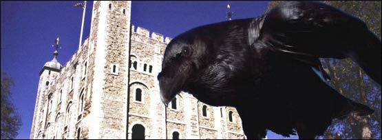 De Raven De populairste bewoner van de Tower is een kleine groep raven. Volgens de legende zal het koninkrijk ten onder gaan als zij verdwijnen.