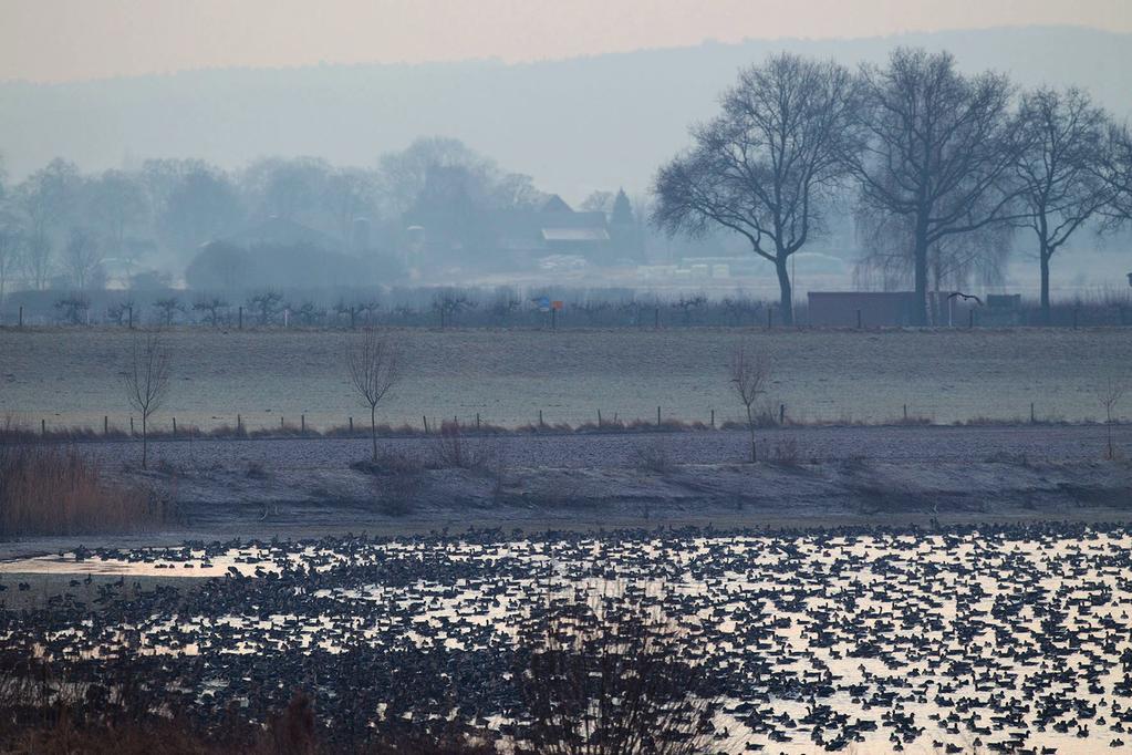 name de aantallen rond Hardenberg springen in het oog: Zandwinplas Kloosterhaar (>15.) en Collendoorn (>11.5).