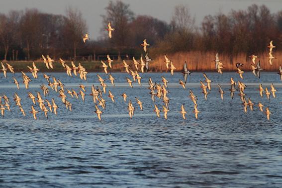 Voornamelijk IJslandse grutto s in een laatste vlucht boven hun slaapplaats in polder Hardenhoek, Biesbosch. 24 maart 217.