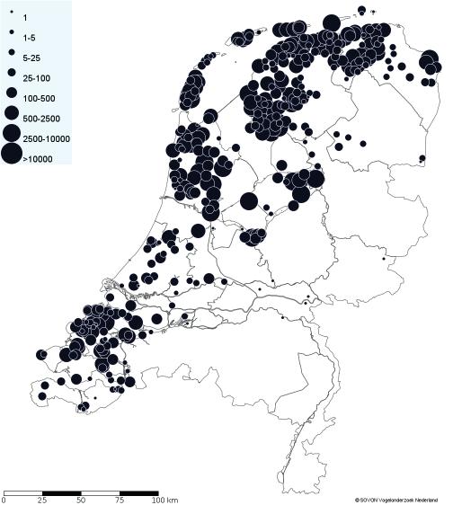 Ganzen en zwanen: vroege aankomst De eerste aankomst van arctische soorten verliep dit najaar uitzonderlijk vroeg.