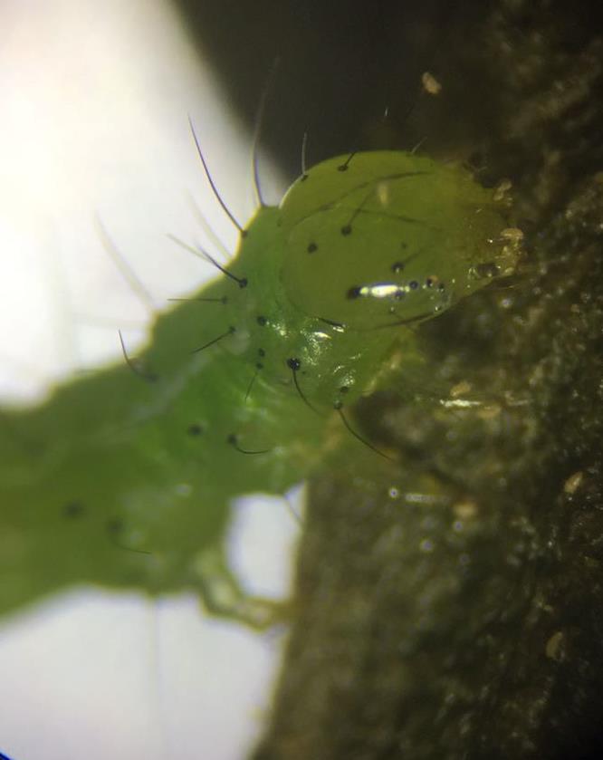 The Tomato Russet Mite, Phyllocoptes destructor Keifer: its present Status.