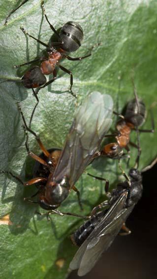 Dekoninck) - Formica rufa, Formica polyctena en Formica pratensis of de rode bosmieren In het Dijleland komen nog verspreid en in goede gezonde populaties, de alom gekende en fascinerende bosmieren