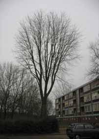 Foto 5: boomnummer 18 Acer saccharinum staat te dicht op flatgebouw, te zien aan de boomvorm. 19.