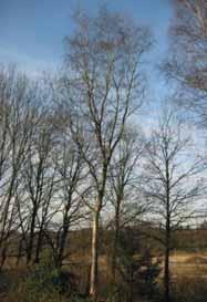 45. Betula pendula (Ruwe berk), middelste boom op de foto met witte bast.