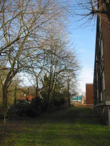 Onderstaande foto heeft betrekking op de boomnummers 70 tot en met 73. De bosstrook waar deze bomen staan is gelegen achter de flat met de huisnummers 136 tot en met 170.