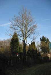 77. Acer platanoides (Esdoorn) Nummer 77 Acer platanoides 0, 43 meter 12,00 meter 12,00 meter, let op Hedera!