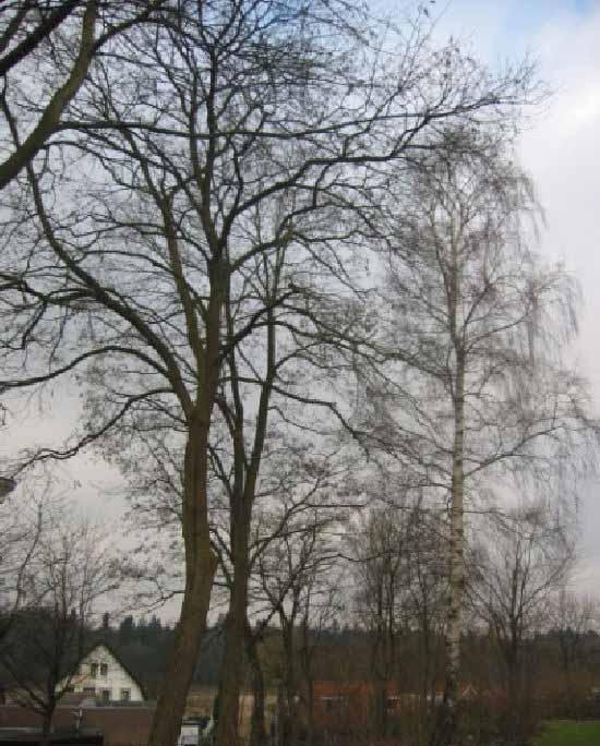 6. Robinia pseudoacacia (Valse acacia) Hieronder treft u de gegevens aan van de boomnummer 6 en 7, behorend bij onderstaande foto.