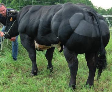 IMPERIAL de l Ecluse Poids/Gewicht : 1281 kg à 49 mois Taille/Schofth.: 150 cm (+5) à 49 mois ADAMS Ann, L Ecluse idem CONSEILS : Impérial est le taureau idéal sur des femelles fines et typées.