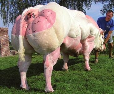 ACCORD de Wihogne Poids/Gewicht : 1200 kg à 58 mois Taille/Schofth.: 145 cm (+4) à 37 mois HOCKS-MANTANUS Pierre, Wihogne idem CONSEILS : Il est vivement conseillé sur les souches plus viandeuses.