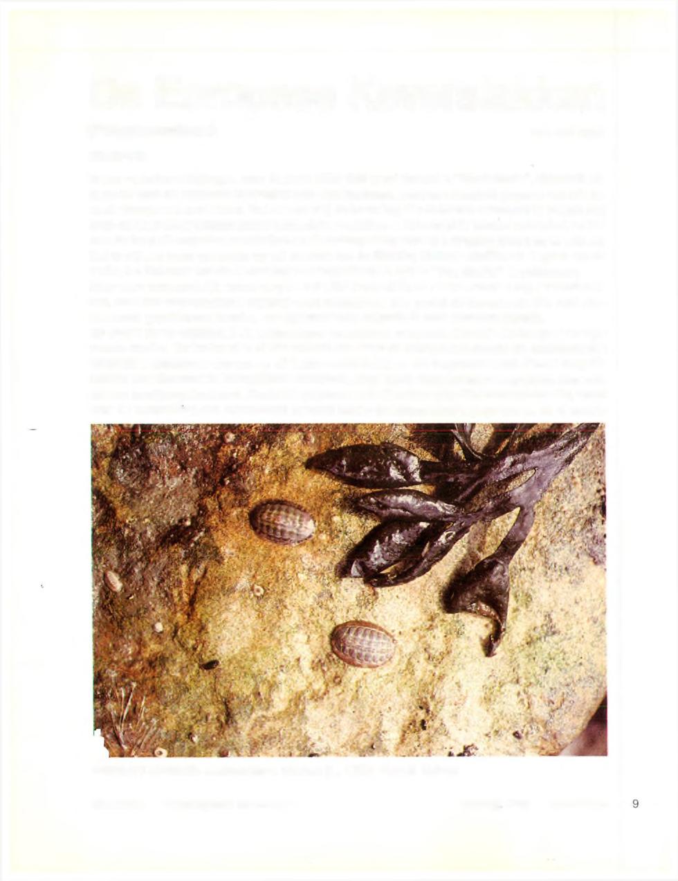 De Europese Keverslakken (Polyplacophora) R.A.