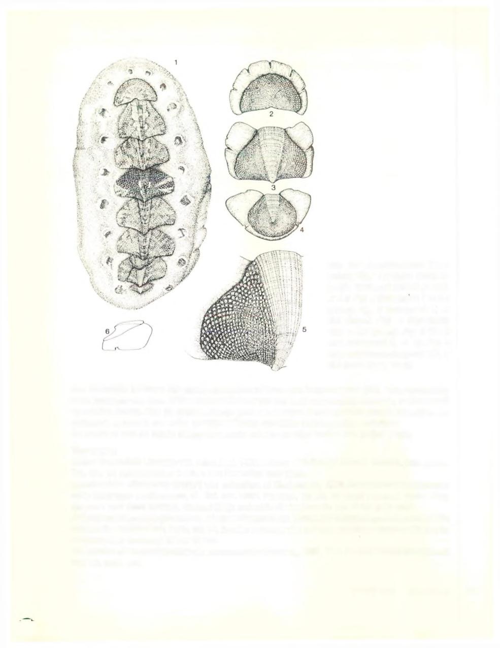 Afb. 107 Acanthochitona fascicularis. Fig. 1 Neotype, Oran, Aigarije. 1842, coll. MNHN (Parijs), x 4.5. Fig. 2 Schelpstuk I, x 5.5 (Idem). Fig. 3 Schelpstuk II, x 5.5 (Idem). Fig. 4 Schelpstuk VIII, x 5.