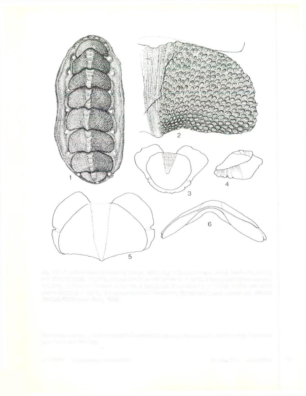Afb. 110 Acanthochitona discrepans (Brown, 1827). Fig. 1 Exemplaar van Tenby, Pembroke, Wales, coll.