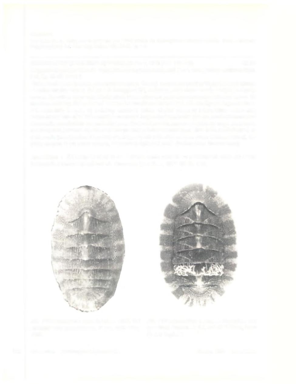 Literatuur: Van Belle, R. A., 1975, Sur la présence en Méditerranée de L e p id o p le u ru s a lv e o lu s (Lovén, 1846) (Mollusca: Polyplacophora), Inf. Soc. belg. Malac. 4(3): 57-58, fig. 1-4.