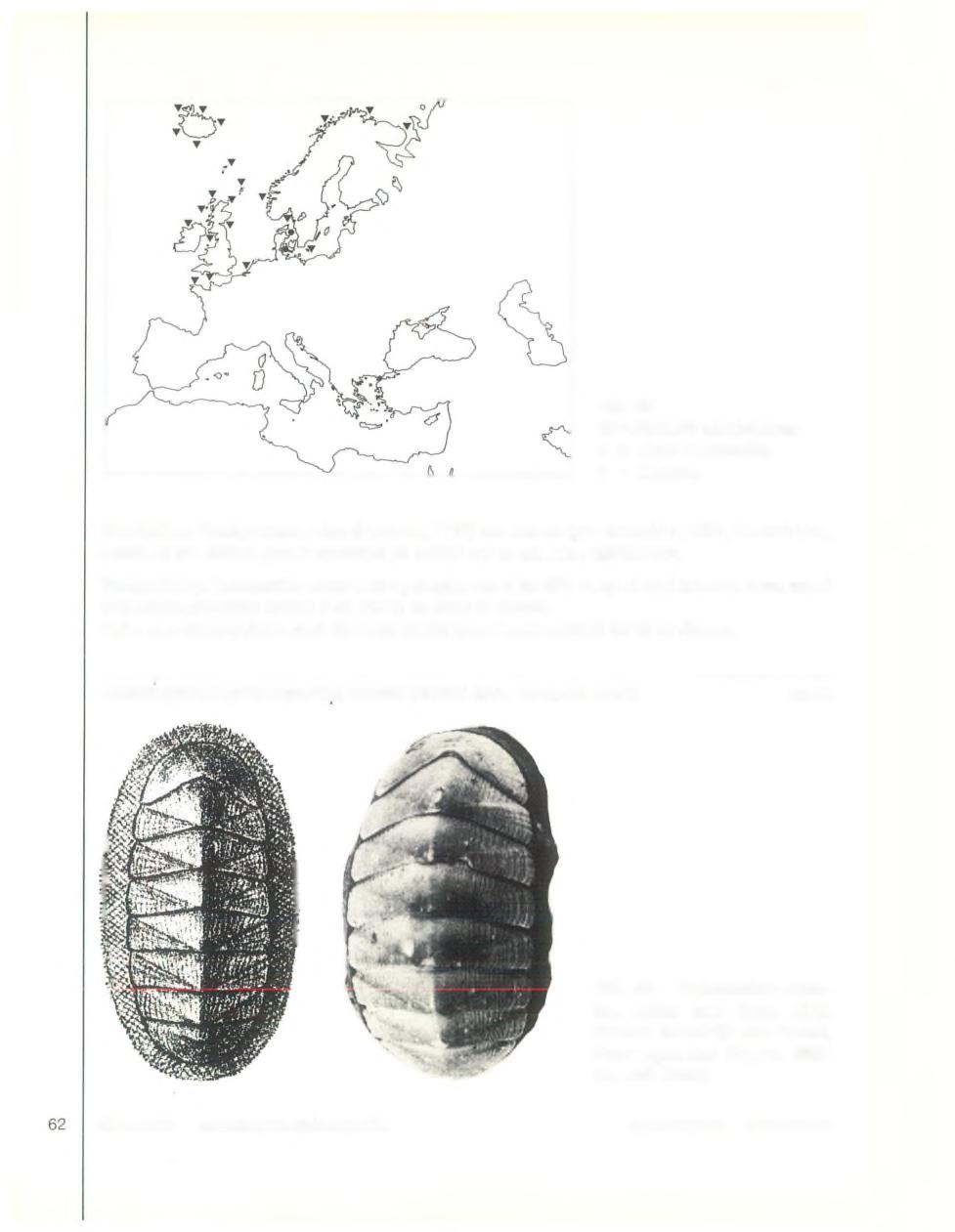 Afb. 58 G eografische verspreiding: = eigen verzameling r = literatuur Variëteiten: Trachydermon albus (Linnaeus, 1767) var.