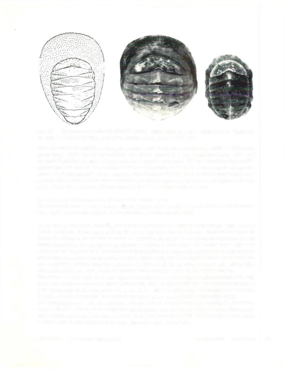 Afb. 93 Placophoropsis atlantica (Verrill & Smith, 1882). Links: naar Dall, 1889. Midden: 'Corindon' St. 229, 411-445 m 00 0 2 S, 119 50'E. Rechts: Idem, juveniel. Coll. Kaas.
