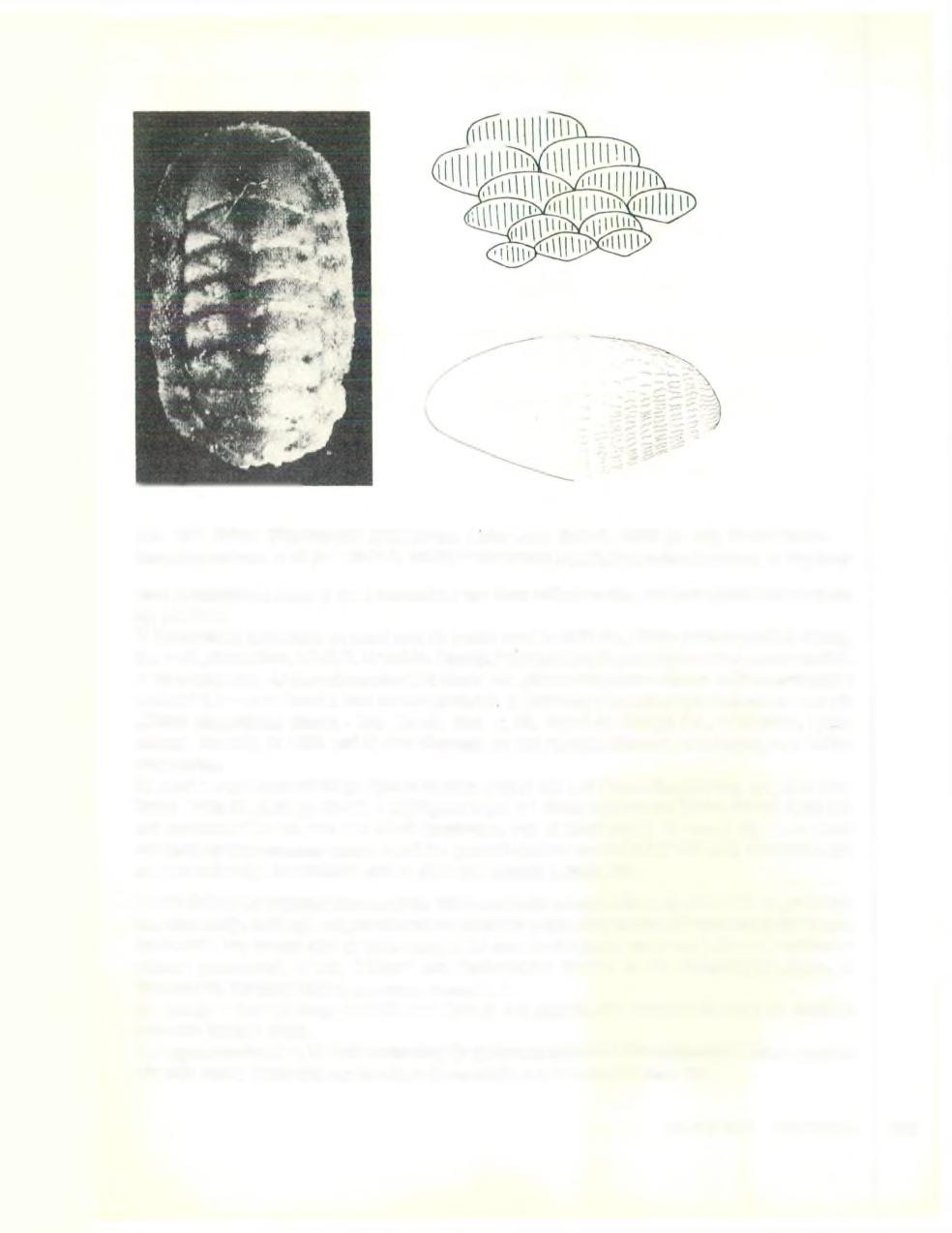 Afb. 101 Chiton (Rhyssoplax) phaseoiinus, Links: naar Sabelli, 1973 ( x 10); Rechtsboven: Dorsale schubben, x 30 (naar Sabelli, 1973); Rechtsonder: Detail van een dorsale schub, x 75 (idem) soort te