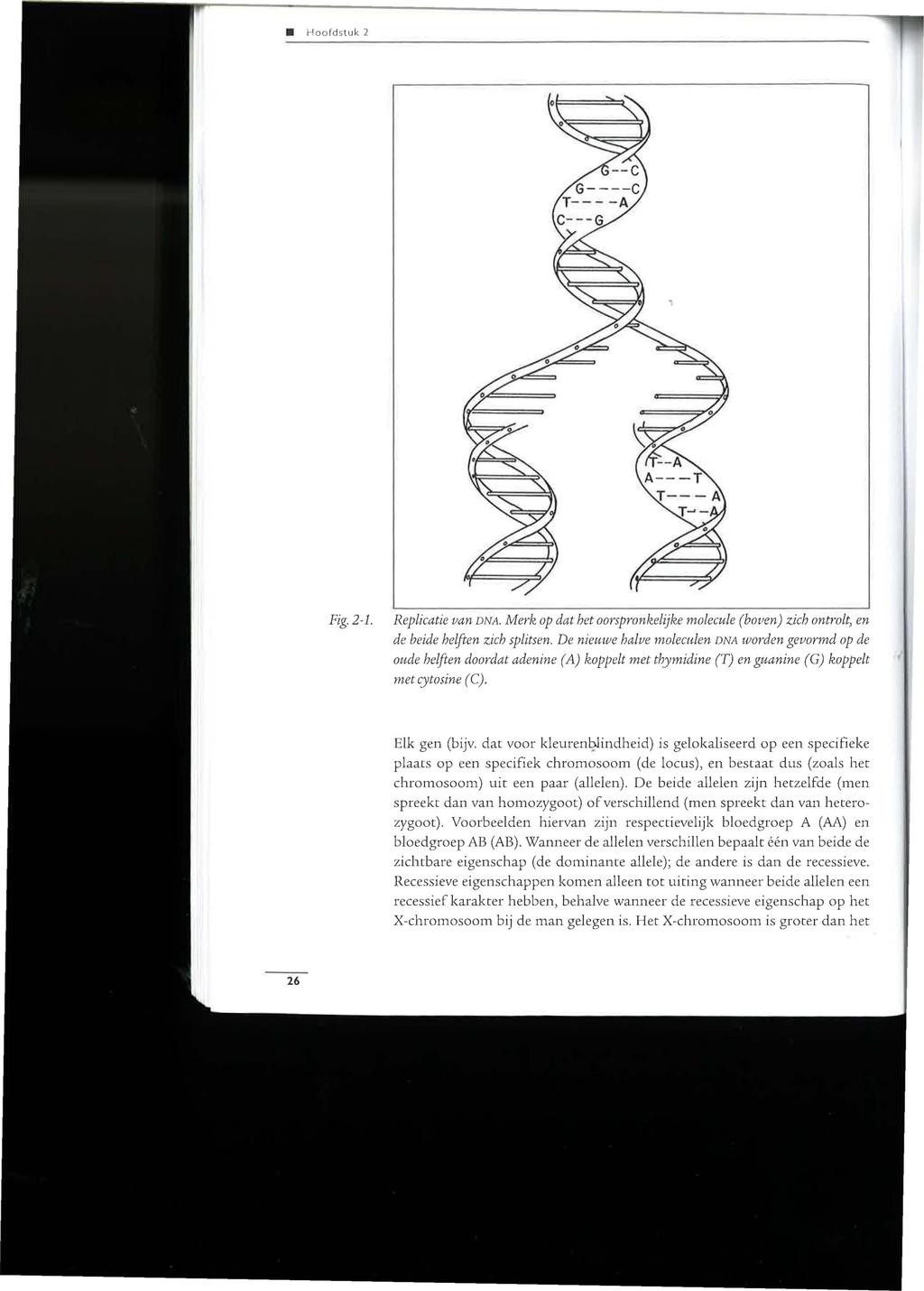 Hoofdstuk 2 Fig. 2-1. Replicatie van DNA. Merk op dat het oorspronkelijke molecule (boven) zich ontrolt, en de beide helften zich splitsen.