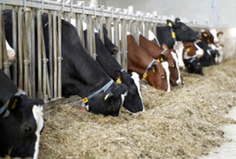 Fosfaatreductieplan melkvee Verschillende partijen uit de melkveesector hebben een pakket van maatregelen samengesteld om de fosfaatproductie door de melkveehouderij in 2017 substantieel te