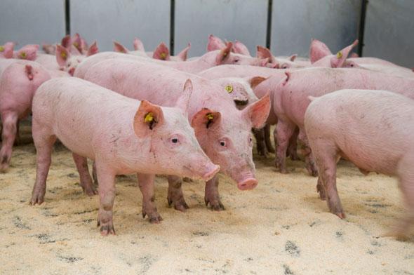 Voerspoor De diervoederbedrijven verenigd in Nevedi zullen de gehaltes aan bruto fosfor verder verlagen.