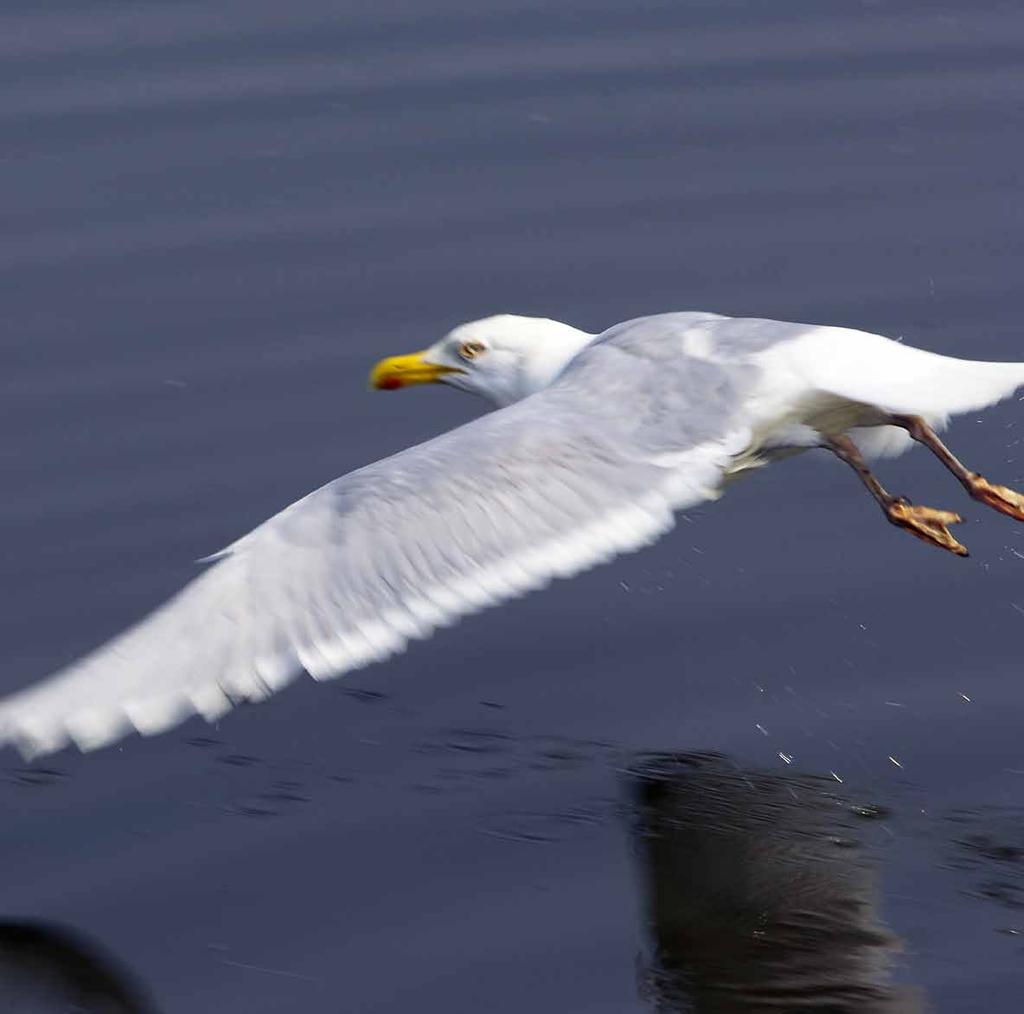 Dit jaarboek werpt een blik op de activiteiten van Waterwegen en Zeekanaal NV (W&Z) in 2011.