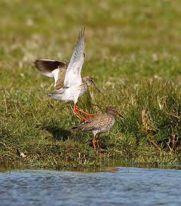 Door een unieke samenwerking tussen provincie, reservaatbeheerders en agrarische natuurverenigingen is het mogelijk geworden om de belangrijkste weidevogelgebieden gebiedsdekkend te tellen.