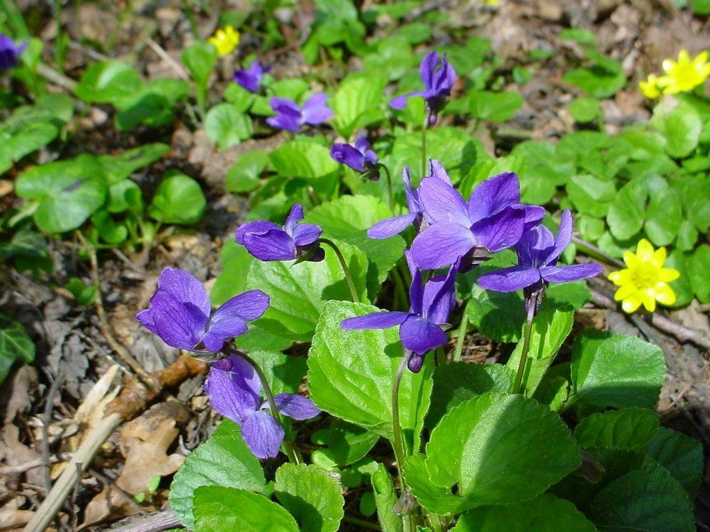 Een nieuwe lente, een nieuw geluid, een nieuwe dageraad Voor het eerst een merel horen zingen. Het eerste wilde viooltje gevonden. De kastanjes in bloei. Het eerste speenkruidbloempje gezien.