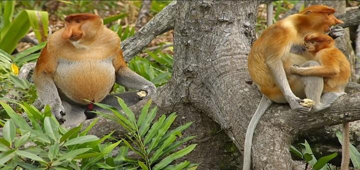 Deze duizendjarige wouden zijn beschermd door het WWF. Hier leven honderden neusapen en orang-oetans.
