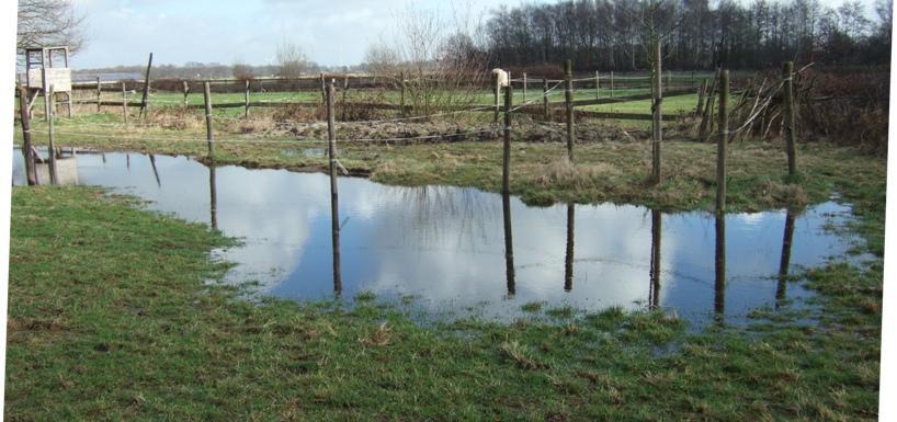 Nieuwe kikkerpoelen In de paardenwei