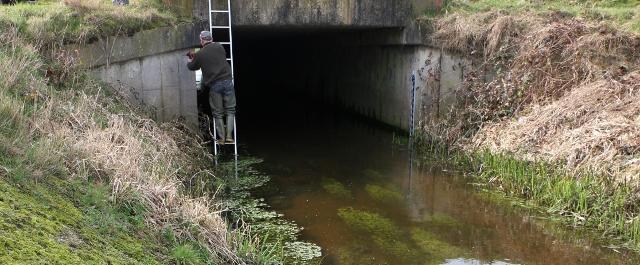 De Grote Gele heeft een langere staart dan andere kwikstaarten. Hij beweegt het hele heldergele achterlichaam heen en weer. De stuit is geelgroen, de mantel grijs.