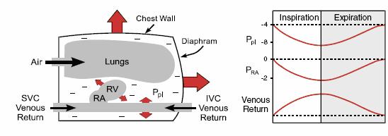 Respiratie Ademhalingsactiviteit (abdomino-thoracale pomp) Veneuze return naar het rechter atrium van de abdominale vena cava wordt bepaald door het verschil in druk in de abdominale vena cava en het