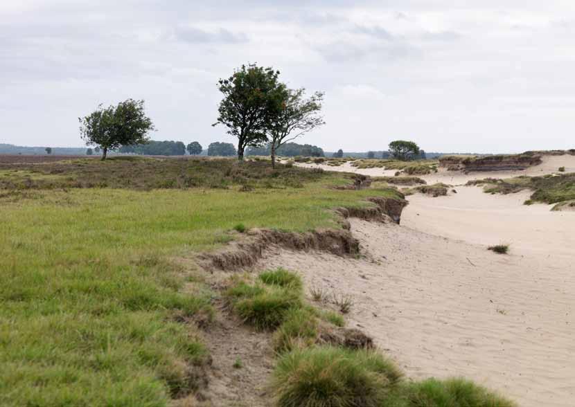 Voorkeursstrategie Hoge Zandgronden Hoge zandgronden komen voor in Noord-, Oosten Zuid-Nederland. De hoge zandgronden hebben al tientallen jaren te kampen met verdrogingproblemen.