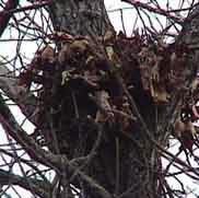 Horst van een buizerd Eekhoornnest in een boom Eekhoornnesten lijken in omvang veel op nesten van roofvogels.