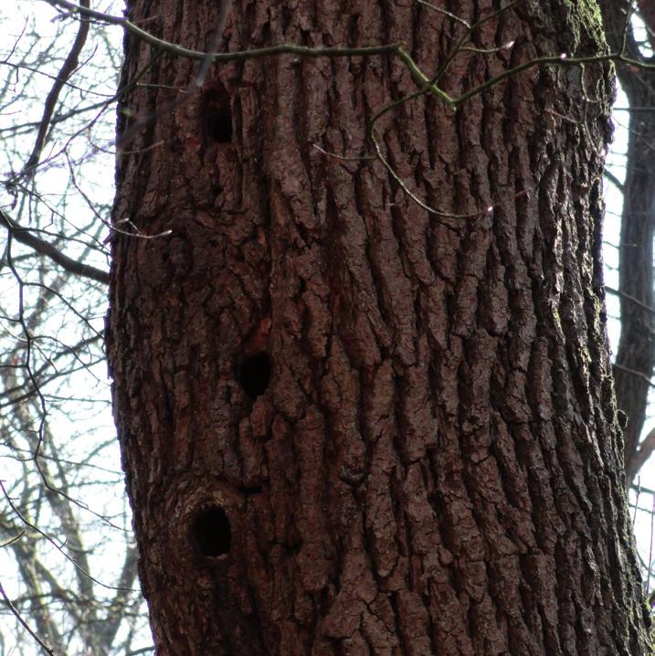 20 3.1.2.4 Boomholtes, rottingsgaten, spleten, kieren In oude bomen zitten vaak holtes, spleten en kieren.