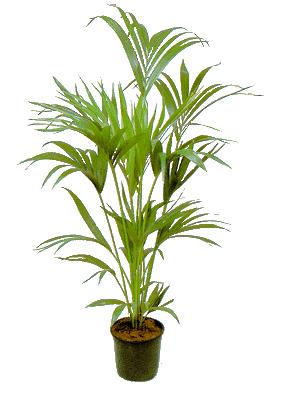 Planten Kentia Palm 200-225cm